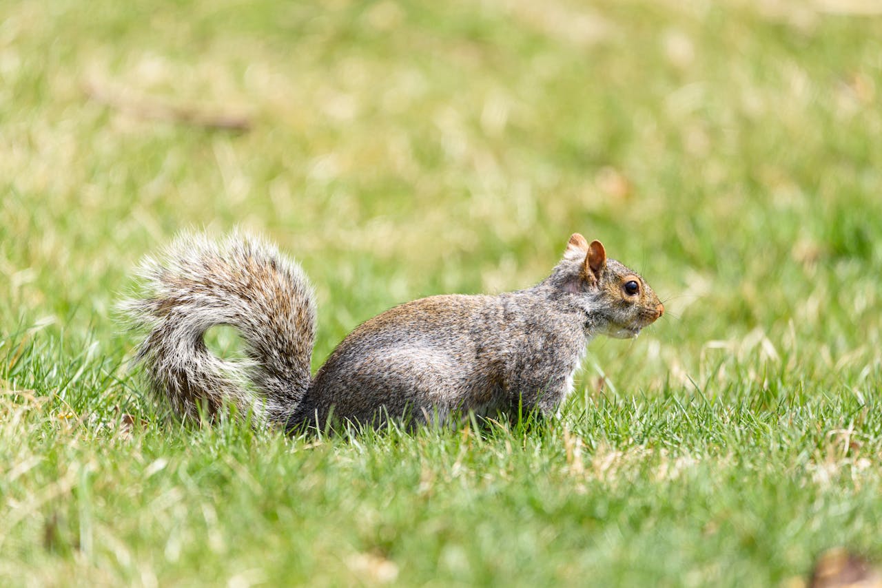 A gray squirrel foraging in lush green grass, showcasing natural wildlife behavior.