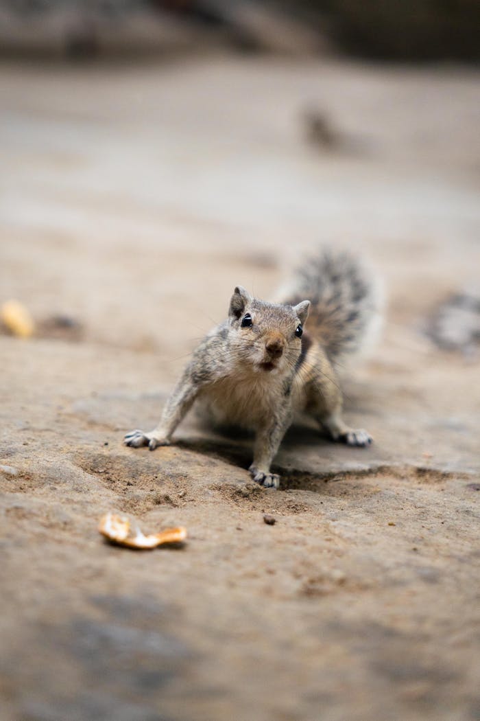 Cute squirrel standing on the ground looking at a peanut, showcasing its curious nature in a natural setting.