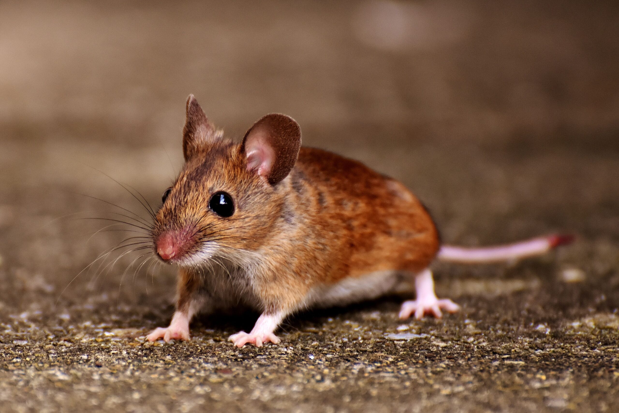 A house mouse on a concrete floor inside a home