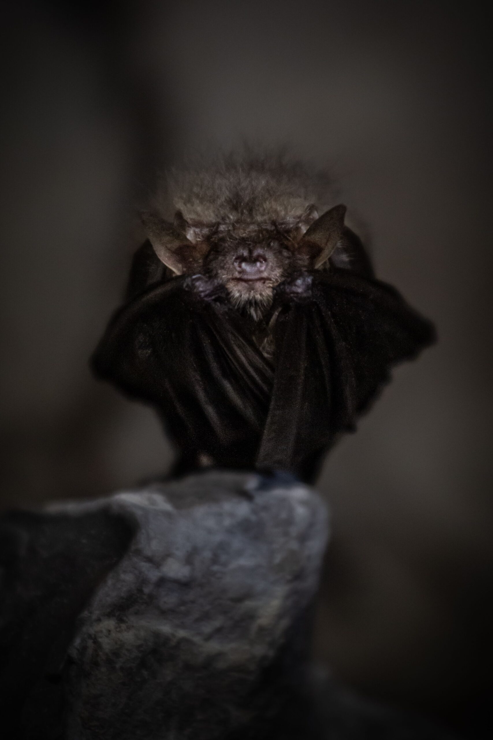 Close-up of a bat roosting, a common attic pest